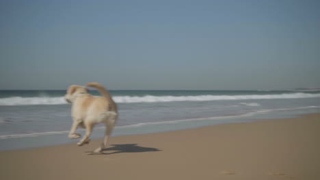 slow motion shot of funny dog playing with owner on sandy seashore.