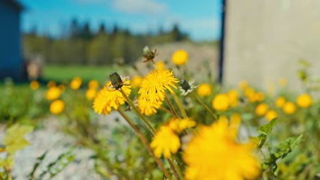 yellow dandelion flowers in the garden on a windy day. - closeup shot
