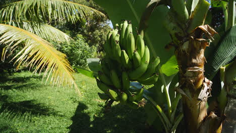 Slow motion left tracking close up of a bunch of green bananas growing in tropical garden
