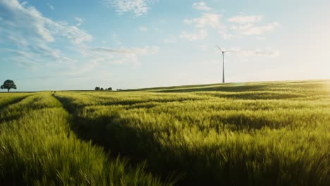 wind turbine on a wheat field at sunset/sunrise