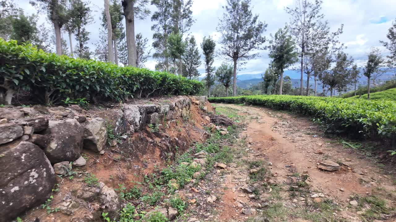 A winding dirt path through lush tea plantations, surrounded by tall trees with a mountainous backdrop under a cloudy sky, capturing tranquility and natural beauty.