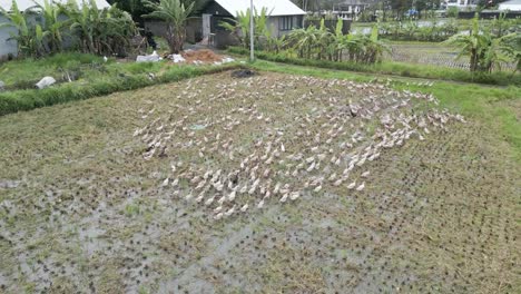 Aerial-shot-over-a-rice-field-with-ducks