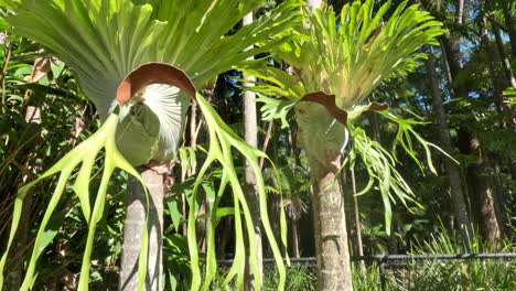 staghorn ferns growing on tree trunks