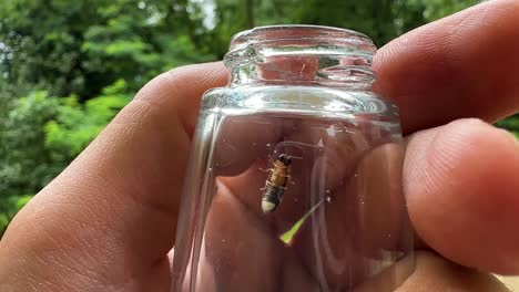 hold firefly insect in glass bottle sample of lighting bug in day time in hyrcanian forest in iran persian race animal in close up view in nature landscape wonderful scenic shot from black eye beetle