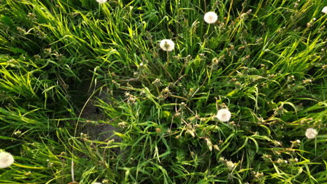 Healthy-White-Dandelion-Seed-Puffs-In-Field,-dolly-shot