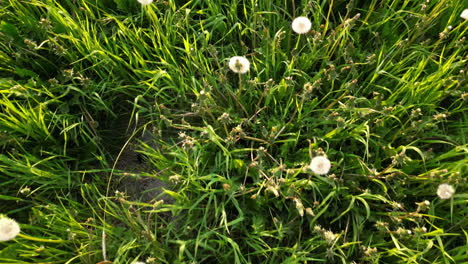 soplos de semillas de diente de león blanco saludables en el campo, tiro de dolly