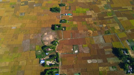 aerial farmland, ripe paddy, harvest season