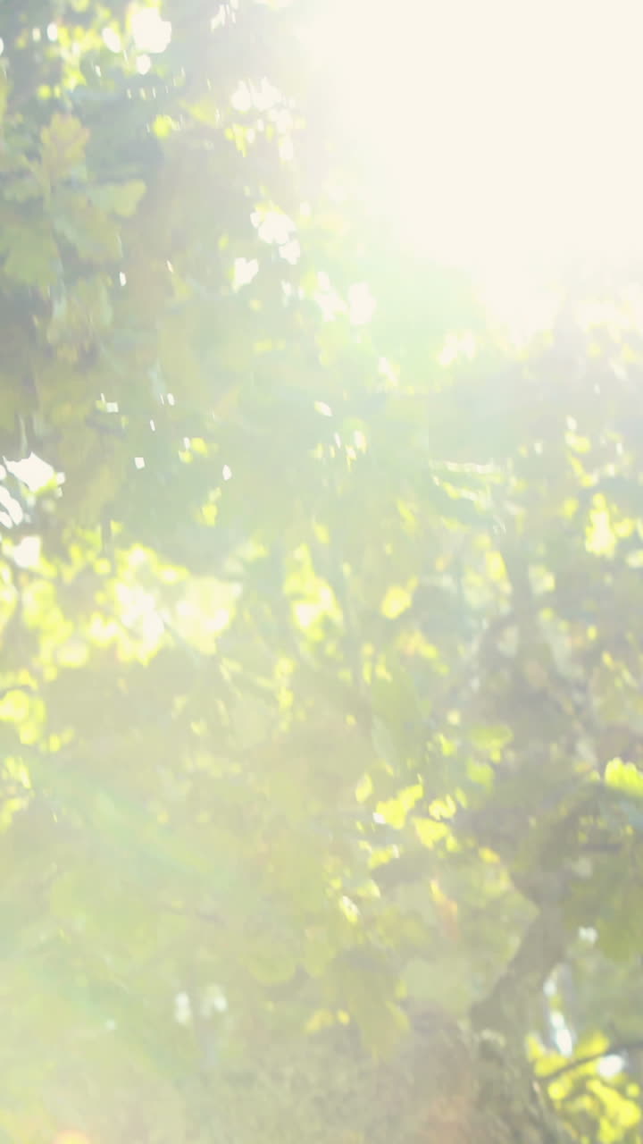 공원 에 있는 나무 들 의 근접 사진