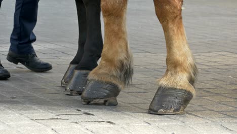 horse hooves on pavement