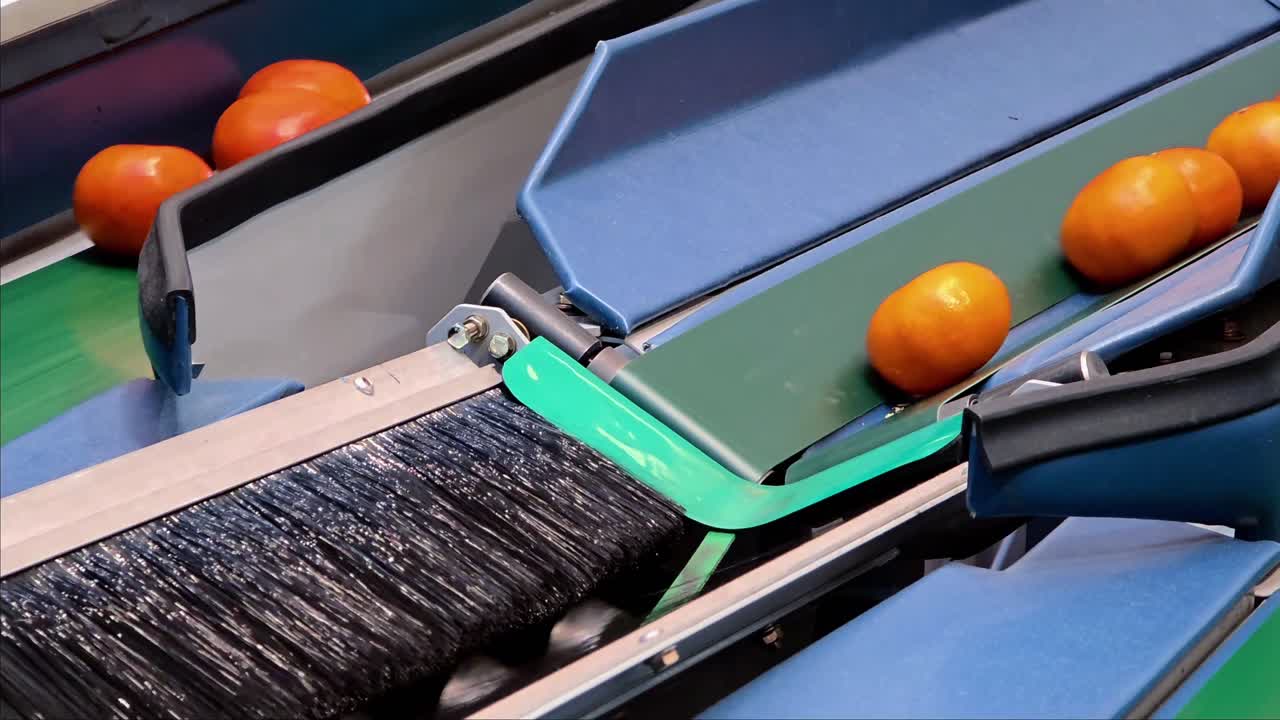 Fresh citrus fruits move through automated cleaning process using rotating brushes and size grading technology