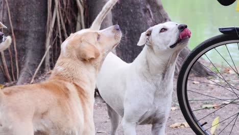 two dogs engage with a passing cyclist