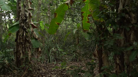 Toma-En-Movimiento-De-Un-Verde-Profundo-Dentro-Del-Bosque.