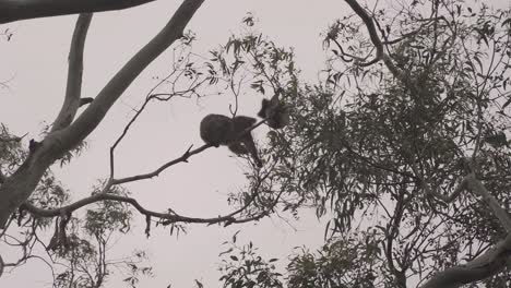 wild koala and calf hanging over mother on branch eating tree leaves, melbourne, australia