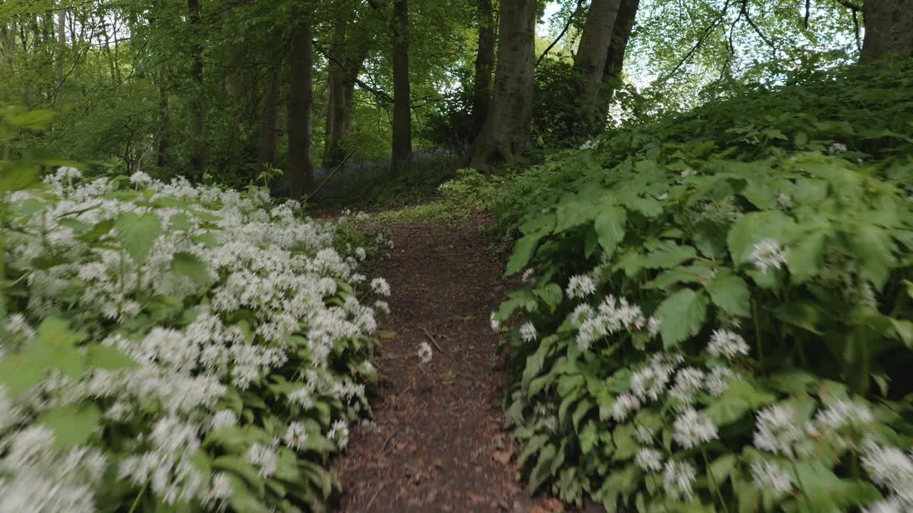 Walking through meadow of wild white garlic flowers