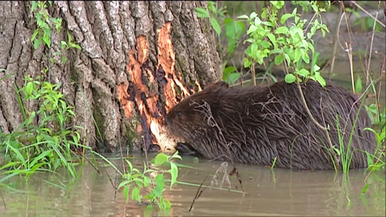 A Beaver Chews On A Tree Trunk