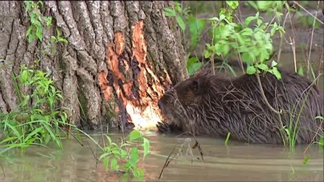 a beaver chews on a tree trunk