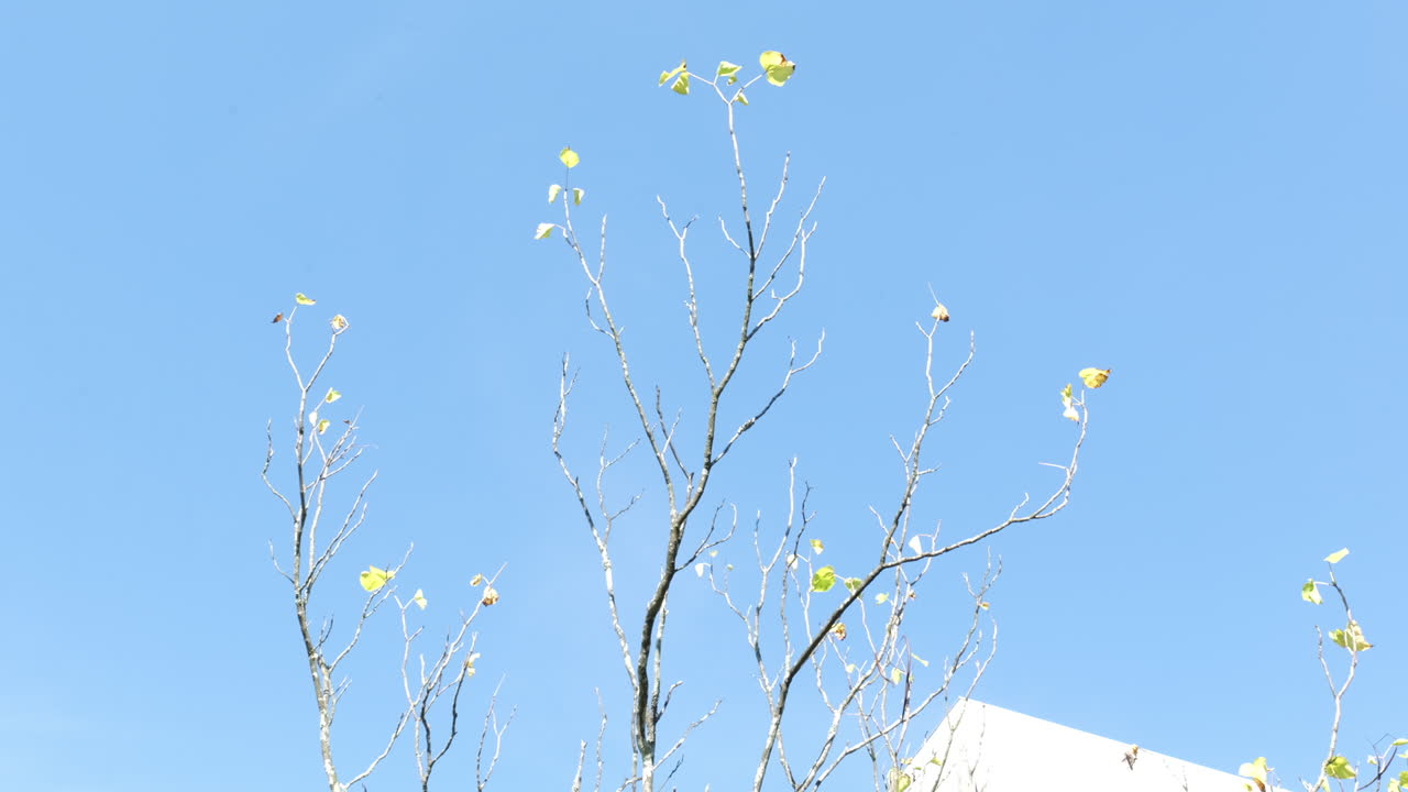 Sparse yet interesting tree branches