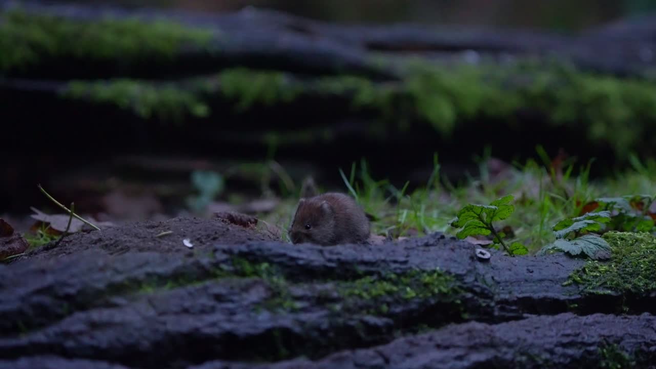 Slow motion of bank vole sniffing and moving across forest floor in Drenthe, Netherlands