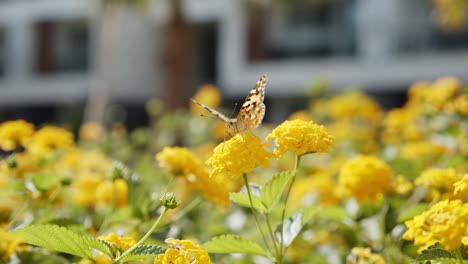 butterfly sitting on yellow blooming flower with hotel building in background