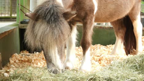 miniature pony horse, razing grass