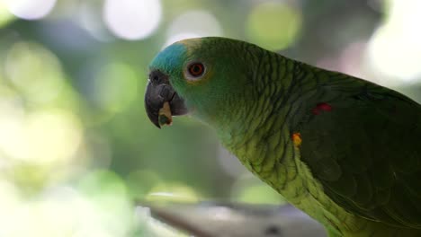 loro azul y amarillo en la jungla - cámara lenta