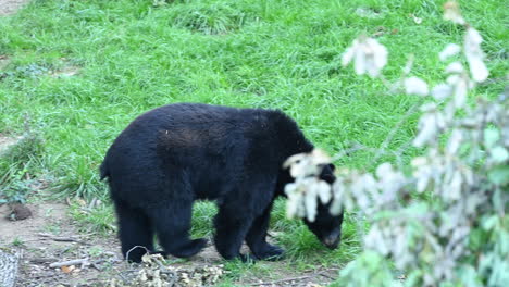 a black bear moves on grass, and sniffs the forest ground, french zoo