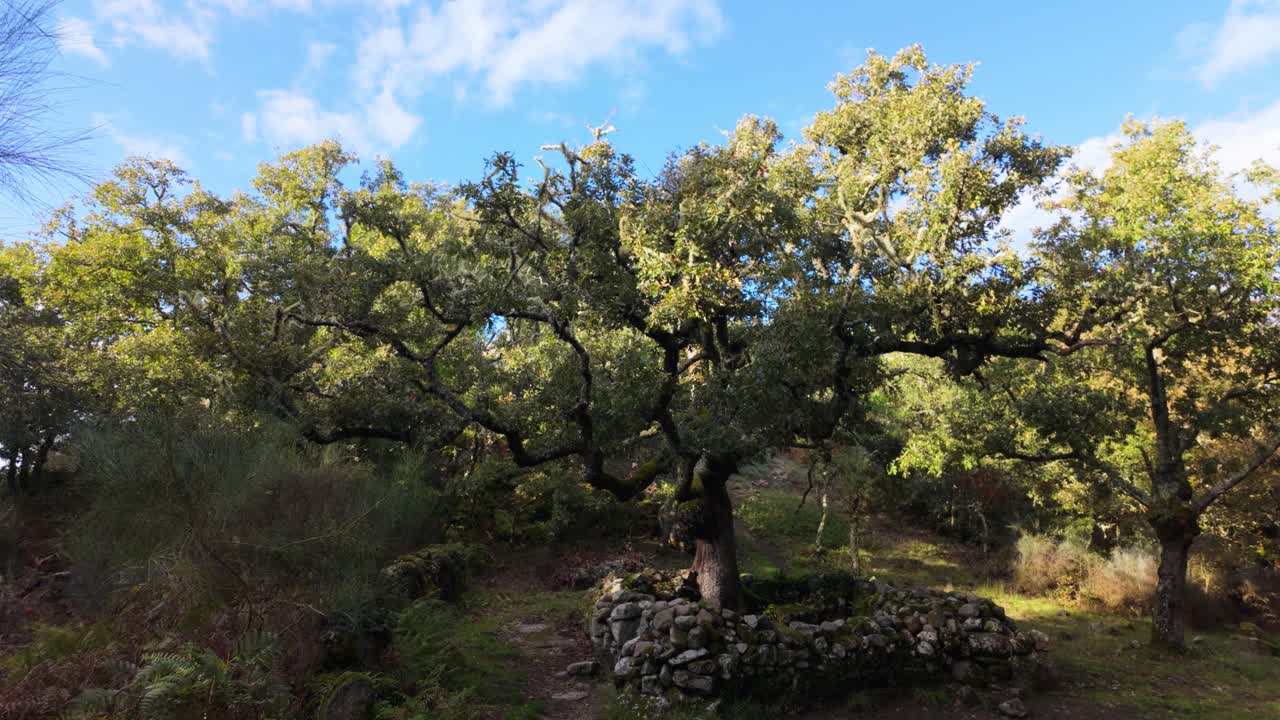 Ancient oak tree in Santa Mariña de Augas Santas, a historical site in Allariz, Galicia, Spain