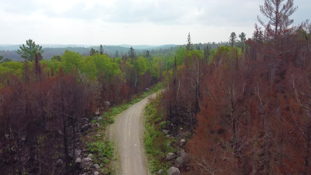 un camino de tierra sinuoso a través de un bosque con árboles que muestran colores de principios de otoño, vista aérea