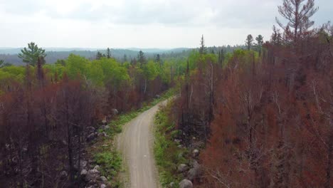 A-winding-dirt-road-through-a-forest-with-trees-showing-early-autumn-colors,-aerial-view