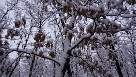 scary forest in tranquility with dry tree branches covered in white snow