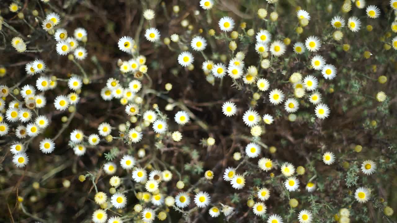 English daisy's blowing in wind