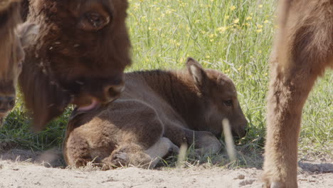 Caring-European-bison-mom-licks-coat-of-lying-baby-calf,-grooming-behavior