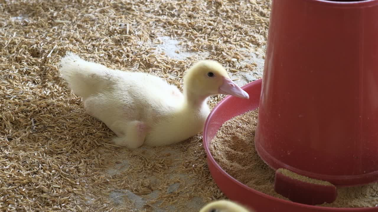 가금류 농장, 오리 새끼.