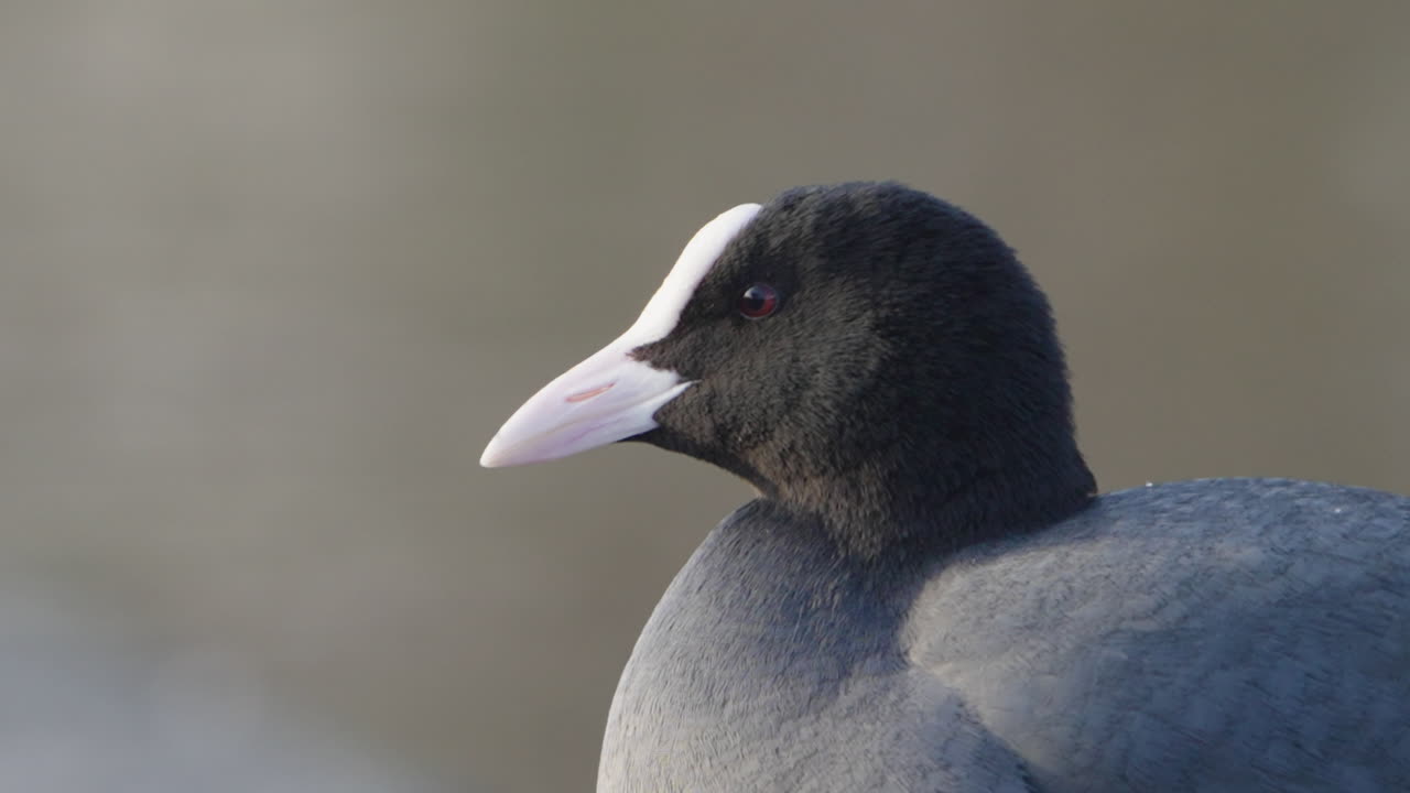 Extreme close-up of a Eurasian Coot's head as it looks around. Ideal for wildlife documentaries and educational content