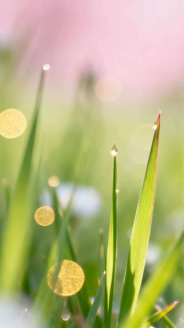 Vertical video: Sparkling grass blades swaying in meadow, morning sun causing dew droplet shimmer