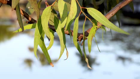 eucalyptus leaves swaying gently in the breeze