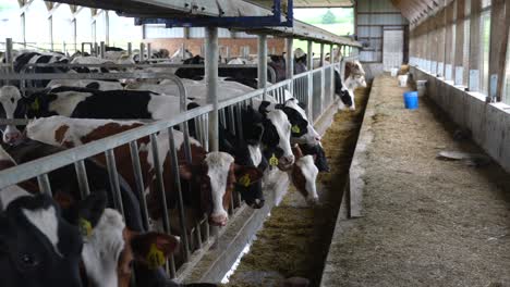 pull out reveal of large dairy operation