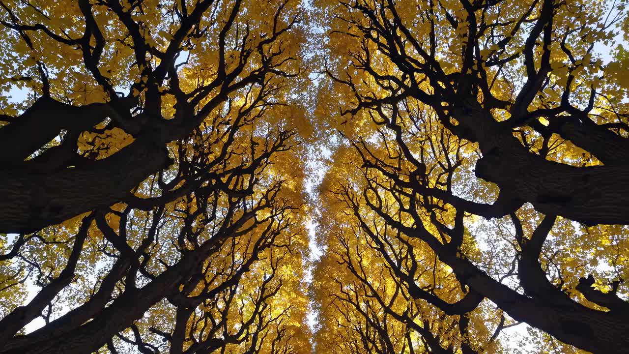 Upward angle captures towering trees with golden leaves, creating a dramatic, immersive video-like
