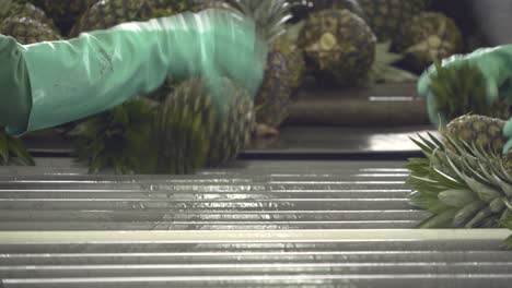 pineaples in a conveyor belt being organized by working hands with gloves