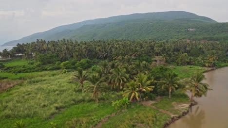 aerial: birds flying in flock over tropical coast, remote palm trees landscape