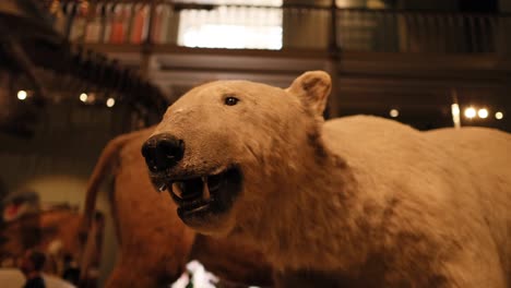 polar bear display at national museum of scotland