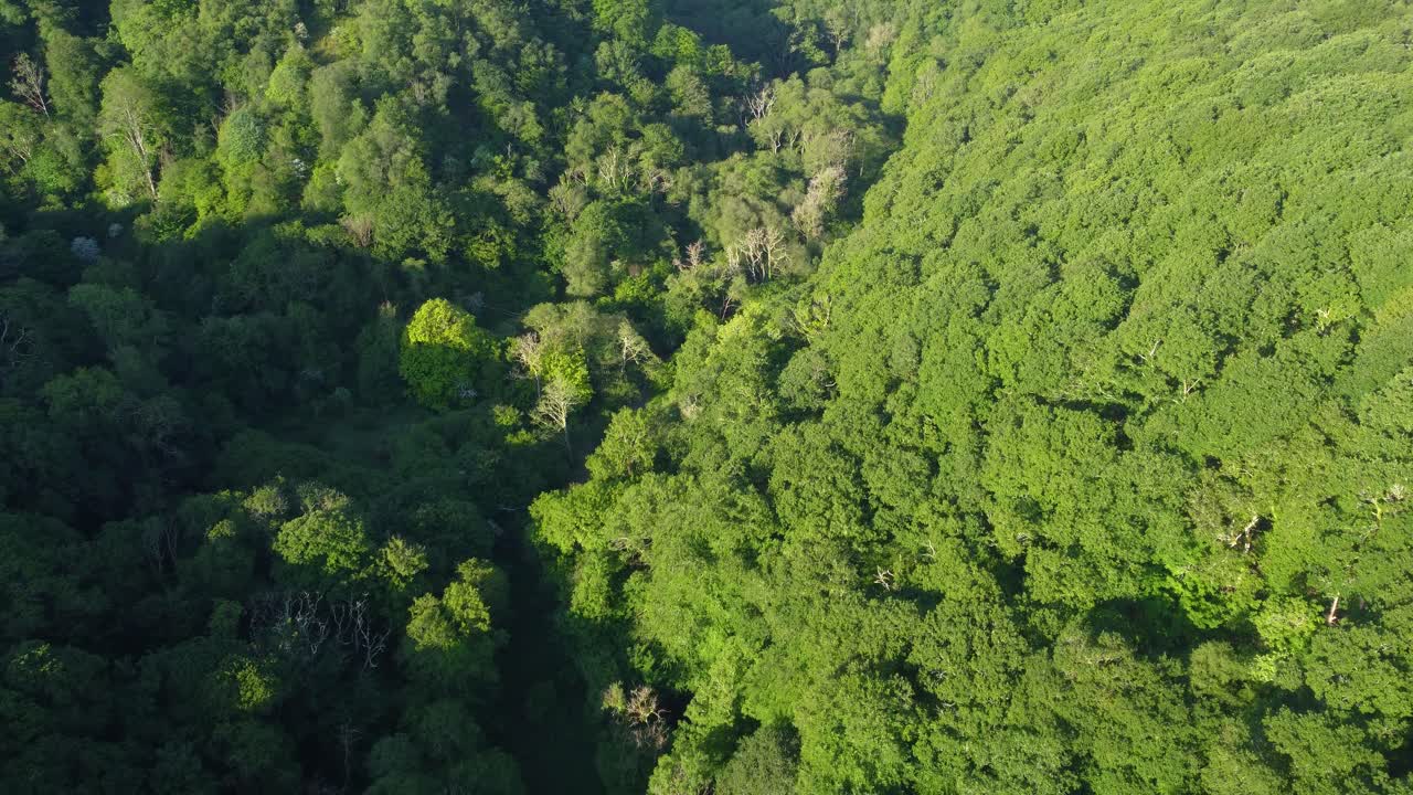Top Down View of Valley with Pockets of Open Spaces with Deep Shadows Cast from Rising Sun. Aerial Drone Nature Environment Footage.
