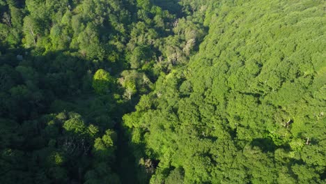 top down view of valley with pockets of open spaces with deep shadows cast from rising sun. aerial drone nature environment footage.