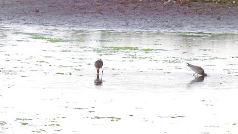 Uferschnepfe-Läuft-Im-Wasser-Auf-Der-Suche-Nach-Nahrung