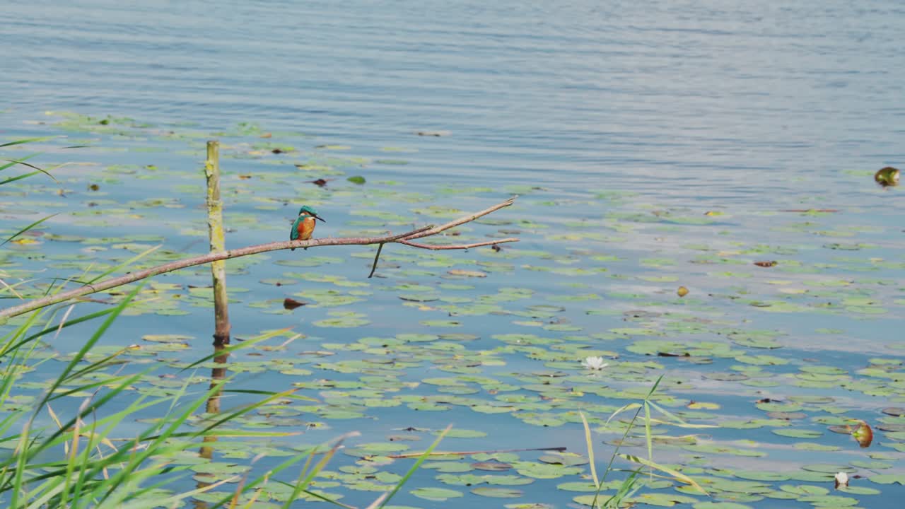 Front angled view of a Kingfisher perched on branch over idyllic pond in Friesland Netherlands