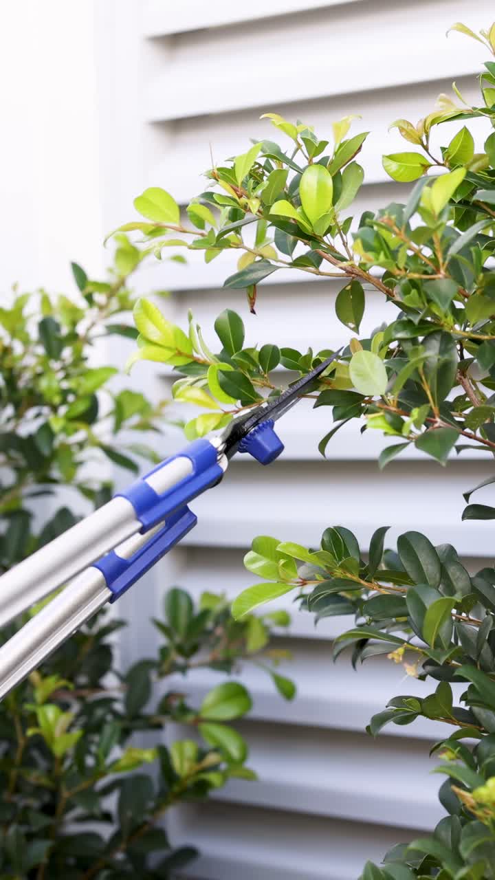 A gardener uses pruning shears to trim bushes in a well-lit backyard, focusing on precise cuts and plant maintenance