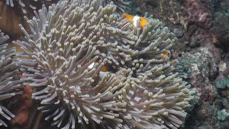 clownfish playfully hide in a sea anemone from a scuba divers underwater camera and lights