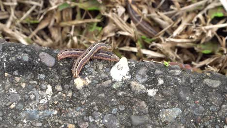 草原軍蟲 (spodoptera mauritia) 的兩隻幼蟲互相爬上來