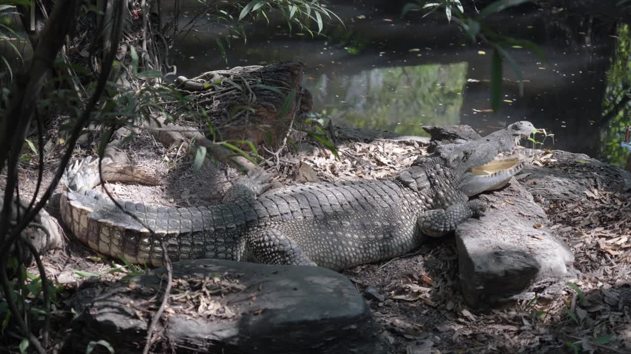 a crocodile sunbathing and resting on the bank next to a pond, its mouth open to regulate its body temperature