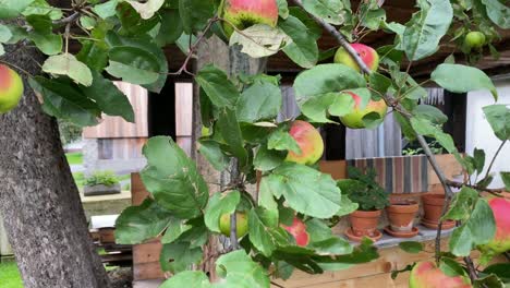 manzano con manzanas en otoño